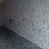 Rat feces on my couch