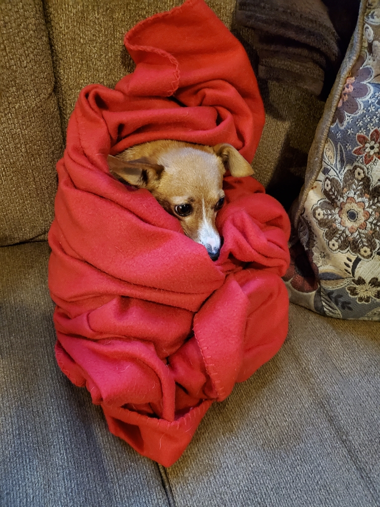 PetCareRx Reviews 211 Reviews of Sitejabber