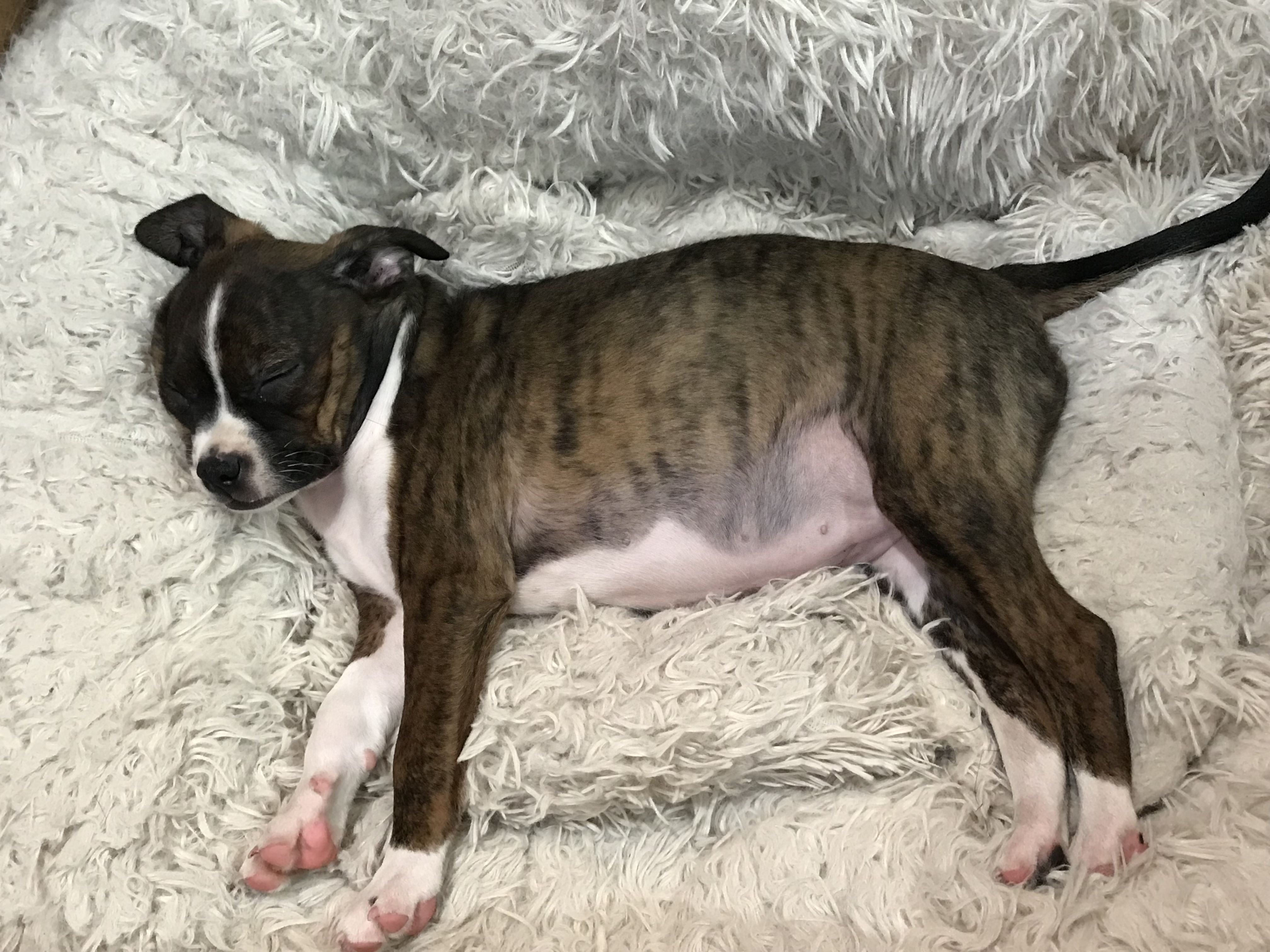 Keystone Puppies Reviews 21 Reviews of Sitejabber