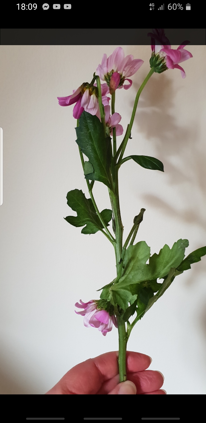 Lovely Flora World Reviews 285 Reviews of