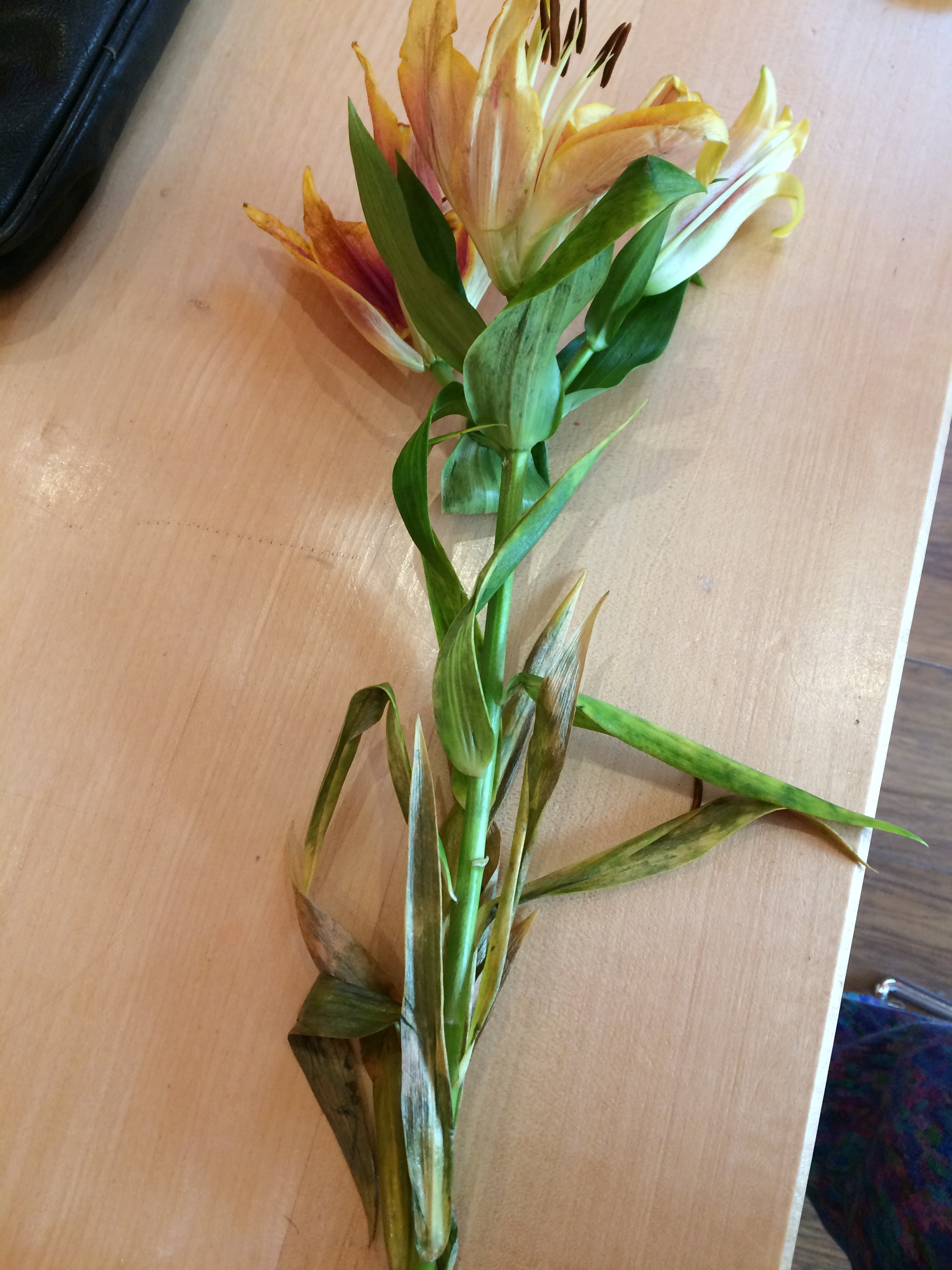 Lovely Flora World Reviews 285 Reviews of