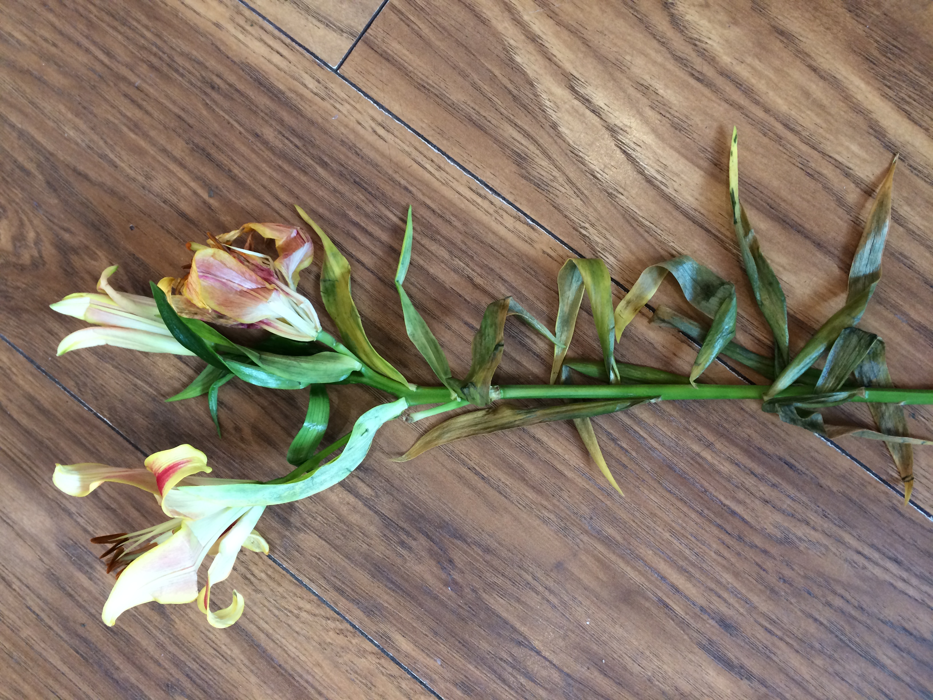 Lovely Flora World Reviews 285 Reviews of