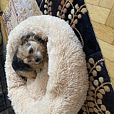 Daytime lounging
