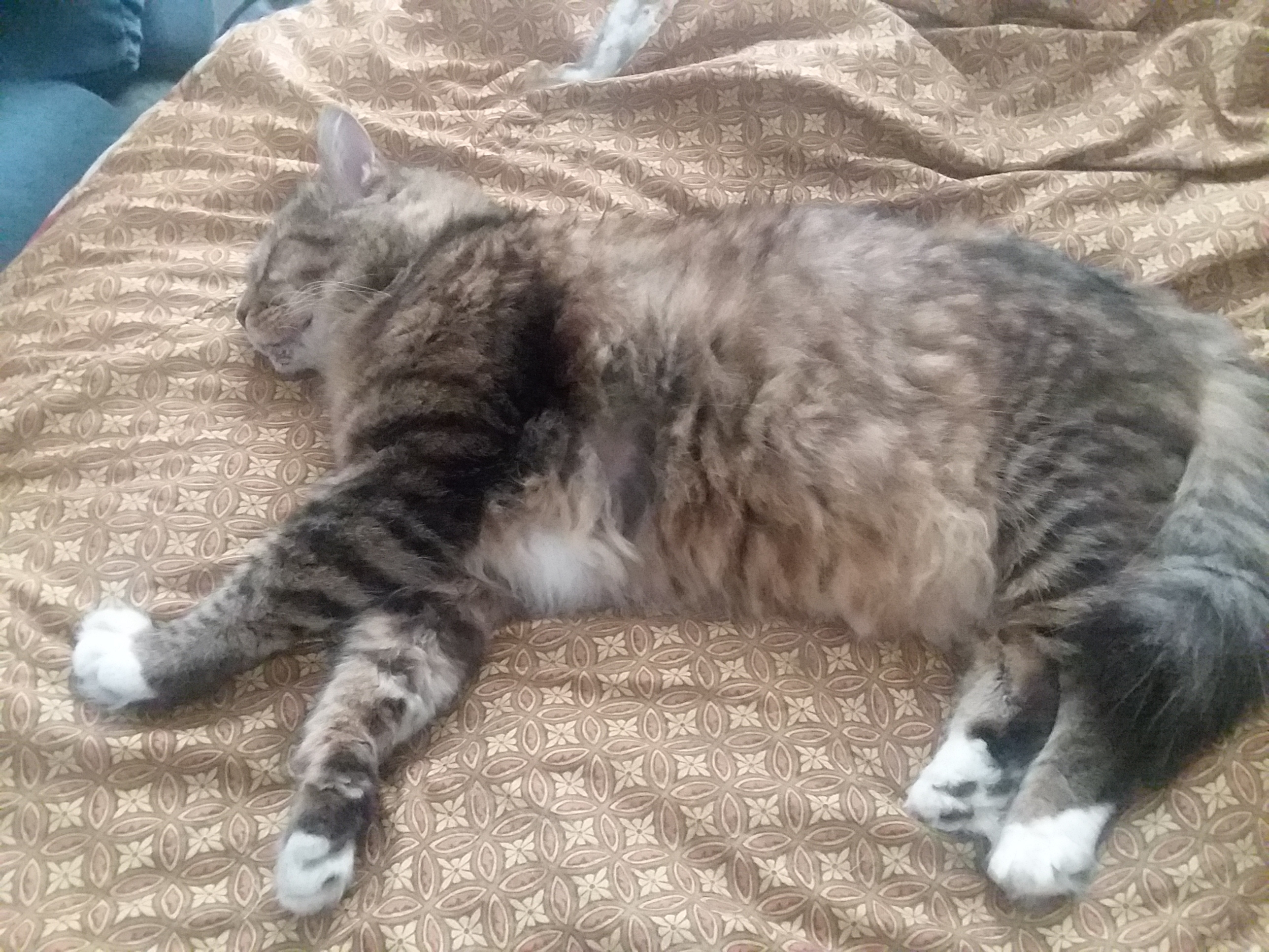 Allivet Reviews - 3,933 Reviews of Allivet.com | Sitejabber