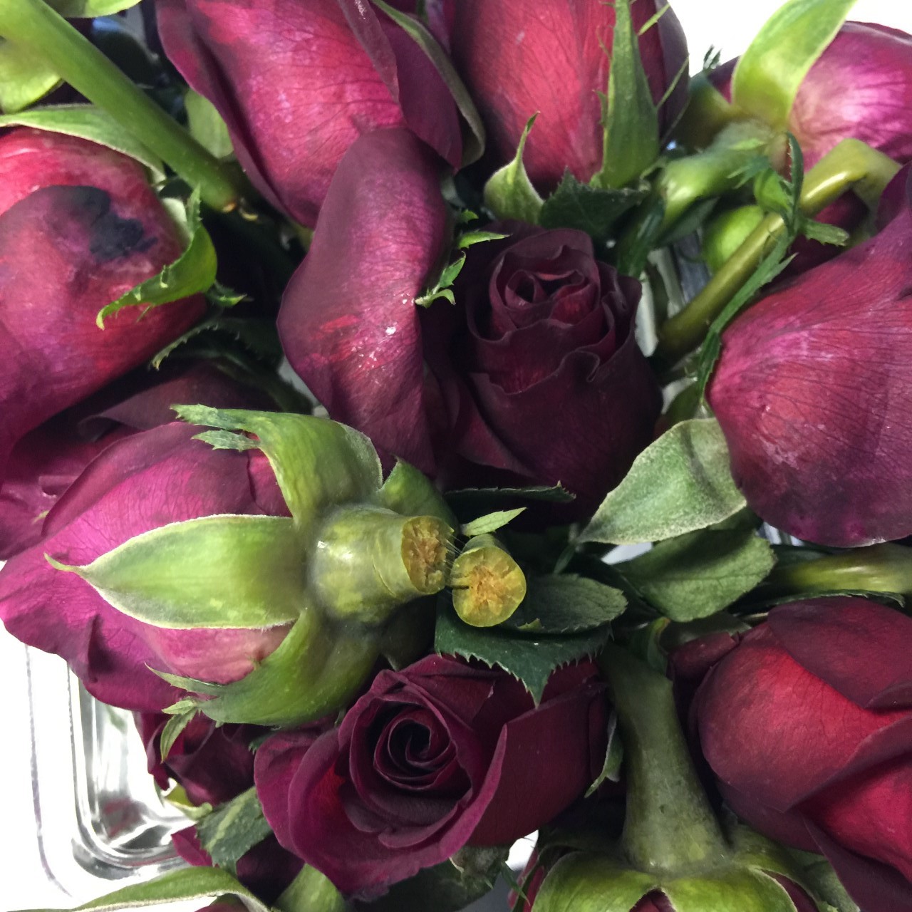 ProFlowers Reviews 405 Reviews of Sitejabber