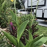 Large common yellow canna, NOT a Picasso like I ordered