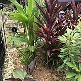 Notice the “inferno canna lily” much smaller than the larger yellow canna lily