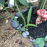 Calla lily?