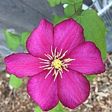 Clematis - Ville de Lyon with new bloom October 18 outside of Chicago