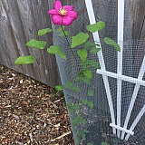 Clematis Ville de Lyon likes the western sun exposure - it has grown to 3 feet tall in 2.5 months