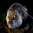 Gorilla Trades